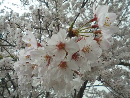 勝間田川沿い桜の近くで眺めた見頃を迎えていた桜の花々