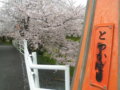 勝間田川沿い桜のとつかはしから眺めた桜並木