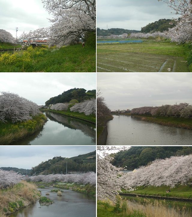 勝間田川沿い桜のふかやはし北側方向の桜並木