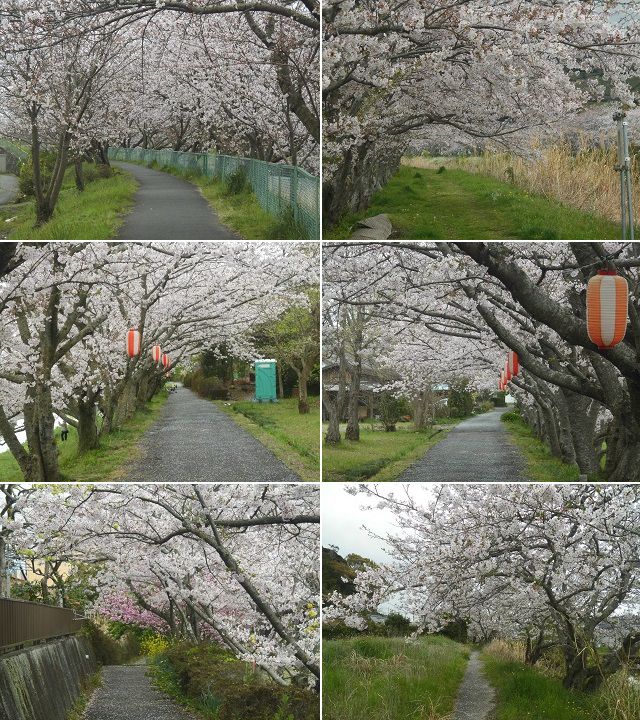 勝間田川沿い桜の見頃を迎えていた桜並木