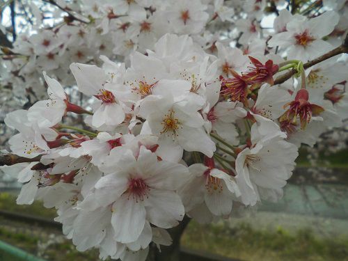 勝間田川沿い桜の近寄って眺めた桜の花々（満開箇所）