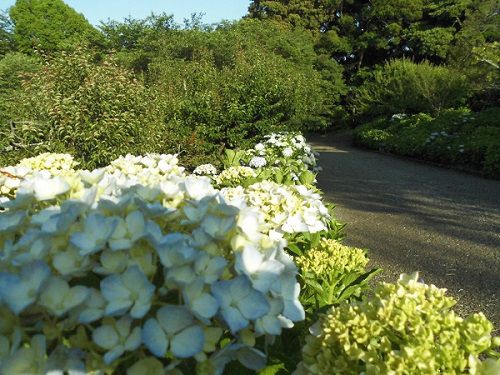 岩本山公園のアジサイ：白色の紫陽花
