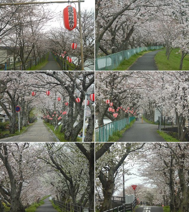 大津谷川沿いの桜：見頃を迎えていた桜並木をチョイスしています。