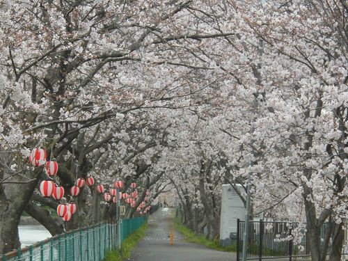 大津谷川沿いの桜