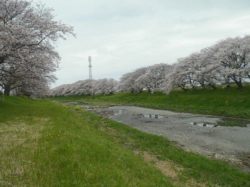 大津谷川沿いの桜：土手から眺めた桜並木
