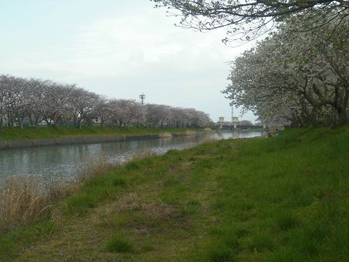 大津谷川沿いの桜：大津谷川と桜並木の様子