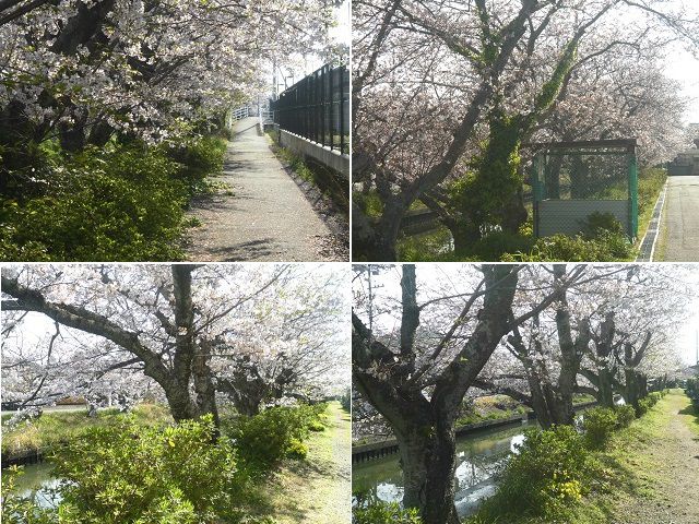 木屋川沿いの桜の並木道の様子