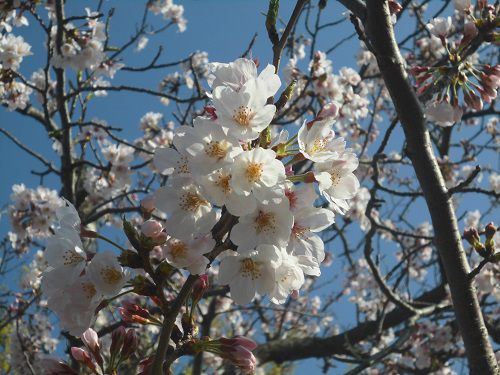 木屋川沿いの桜：近寄って眺めた花びらを広げた桜の花々