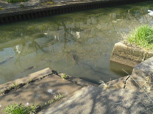 木屋川沿いの桜：鯉の様子