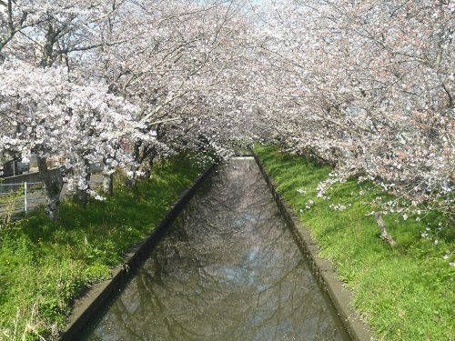 木屋川沿いの桜