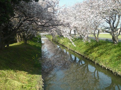 木屋川沿いの桜：川面に映し出された桜並木景色
