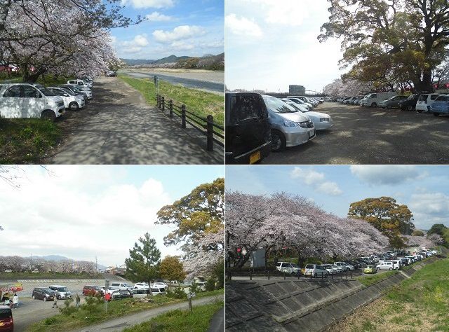 瀬戸川沿い桜と臨時駐車場の様子