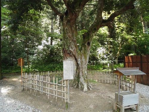 小國神社での縁結びの御神木「ひょうの木」