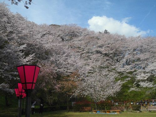 金比羅山緑地と瀬戸川沿いの桜：金比羅山にて見事に咲き誇っていた山肌に咲く桜の花々