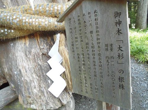 小國神社にて、大杉は「樹齢千年余り、古くより願掛け杉（福寿杉）」と伝えられます
