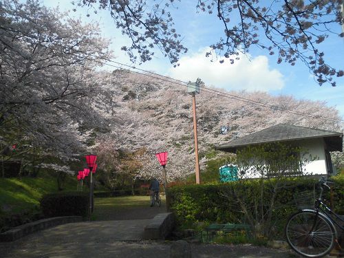 金比羅山緑地と瀬戸川沿いの桜：山肌に咲く金比羅山の桜景色