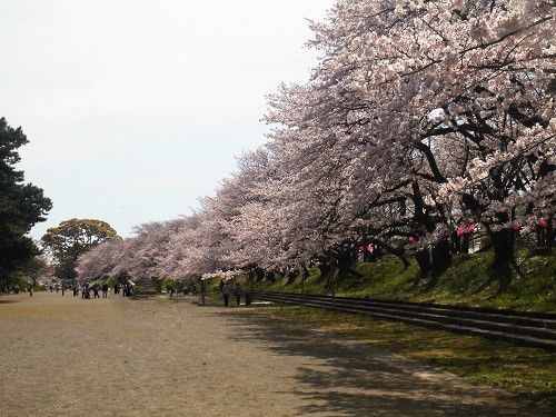 金比羅山緑地と瀬戸川沿いの桜：瀬戸川沿い、桜並木