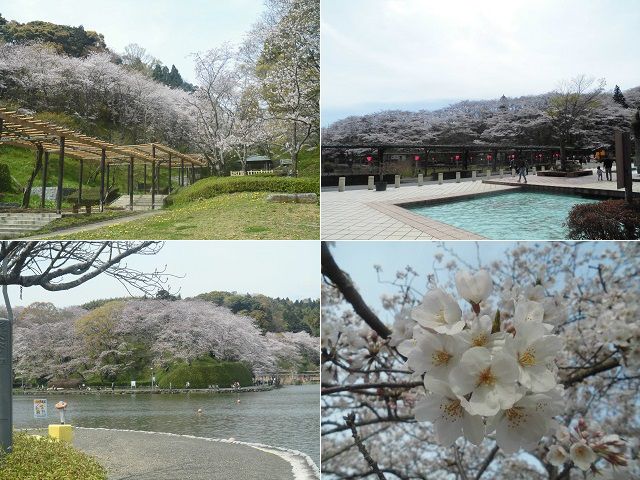 蓮華寺池公園の桜：山肌で咲く桜の花々と近寄って眺めた桜の花々