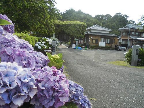 本勝寺のアジサイ：境内入口付近の紫陽花
