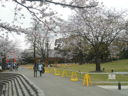 富士山本宮浅間大社の桜：境内東側にて見頃を迎えていた桜の花々