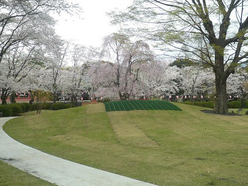 富士山本宮浅間大社の桜：満開の桜の花々