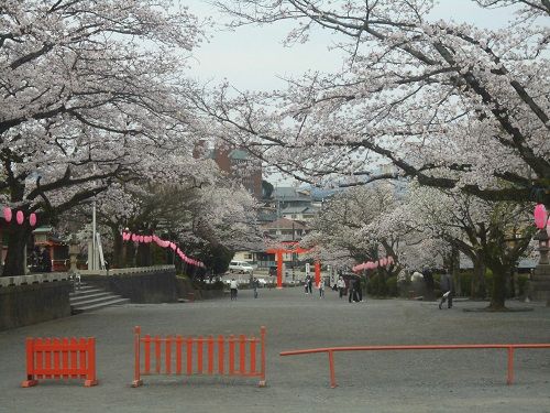 富士山本宮浅間大社の桜
