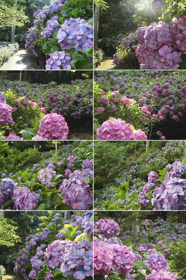 秋葉公園のアジサイ：園内あちらこちらで見頃を迎えていた紫陽花
