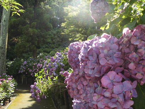 秋葉公園のアジサイ：見事な紫陽花の彩り