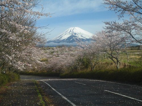 すそのパノラマロードにて、桜と富士山の競演（臨時駐車場へと向かう途中の様子）