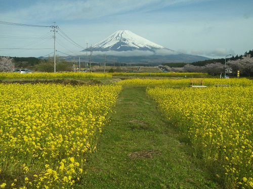 すそのパノラマロードの菜の花畑：見頃を迎えていた菜の花畑と富士山の競演