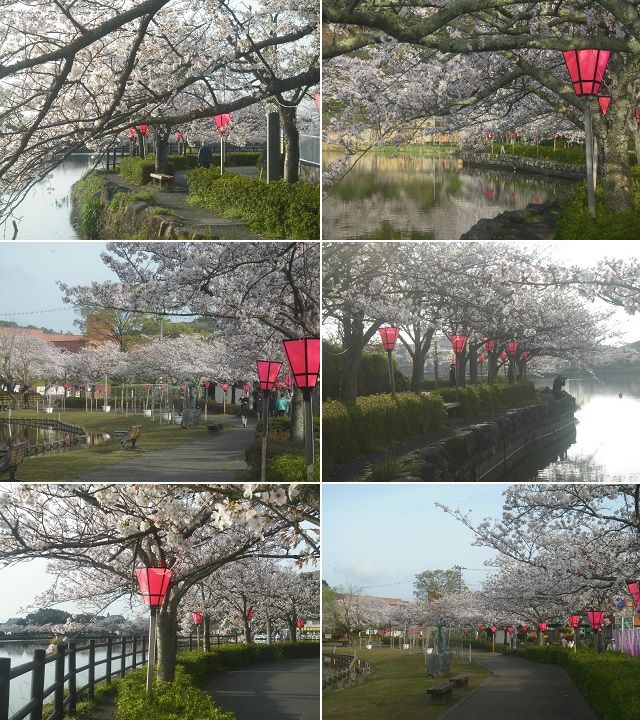 蓮華寺池公園の桜：幾重にも続く桜並木の様子