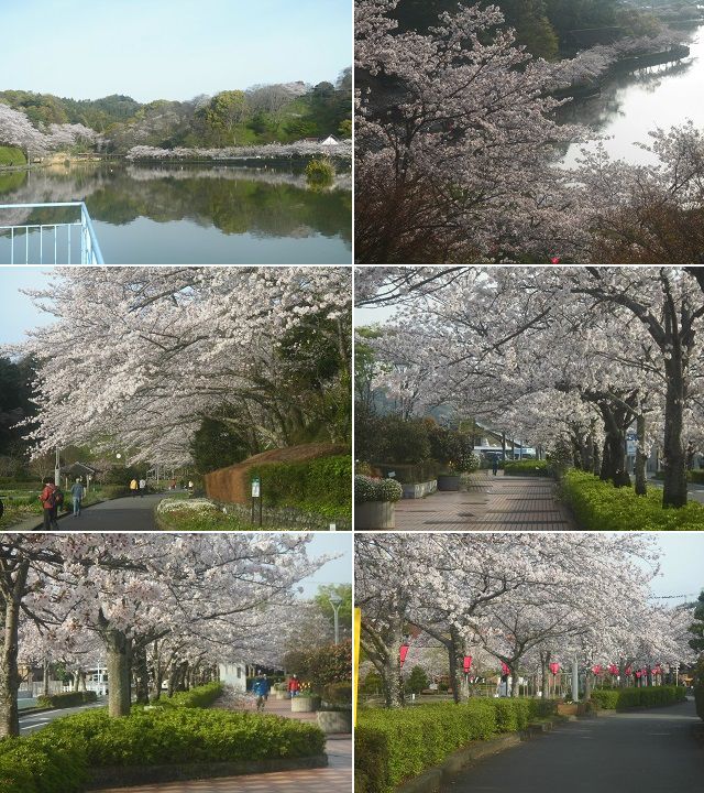蓮華寺池公園の桜：遊歩道沿いに続く満開の桜並木