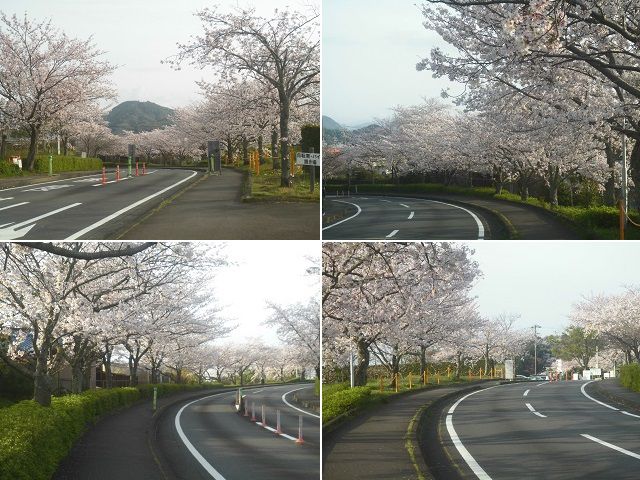 蓮華寺池公園の桜：園内駐車場へと向かう道の途中で見頃を迎えていた桜並木