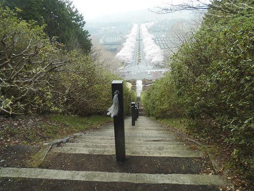 富士霊園の桜：急傾斜の階段を登り切った付近