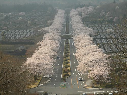 富士霊園の桜並木（展望スペースからの眺望）