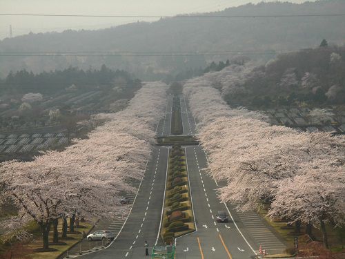 富士霊園の桜：急階段途中から眺めた桜並木