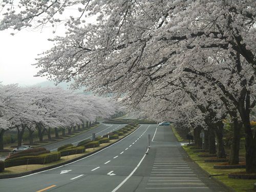 富士霊園の桜：見事に続く桜並木
