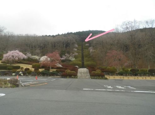 富士霊園の桜並木を高い位置から望む場所への風景