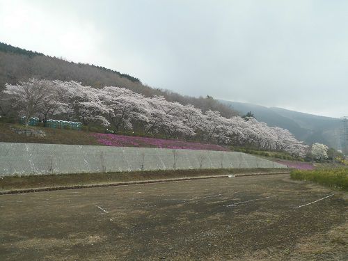 富士霊園の桜：東側に続いている桜並木
