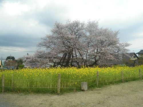 駒止の桜（狩宿の下馬桜）と菜の花畑