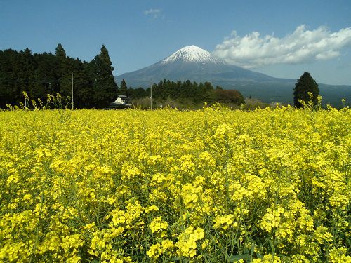 白糸自然公園の菜の花畑：見頃を迎えていた菜の花のイエローと富士山の競演