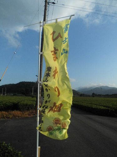 富士市岩本の向日葵：富士市岩本地区にて風になびいていた「ひまわり畑」上り旗