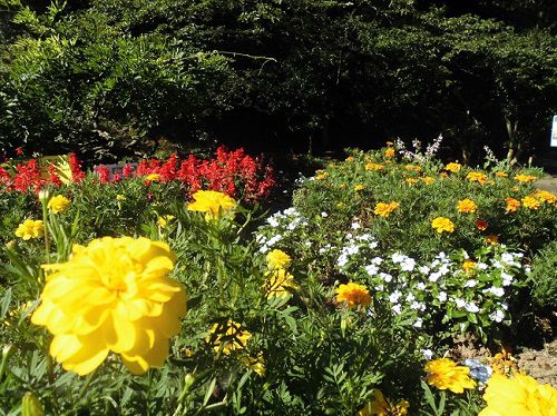 蓮華寺池公園の園内花壇の黄色や赤色、白色などの花の彩り