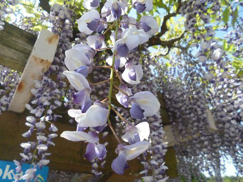 蓮華寺池公園の藤棚：見事に垂れ下がっていた藤の花房