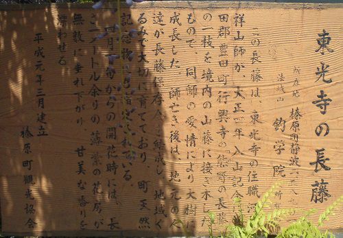 東光寺の長藤の説明板