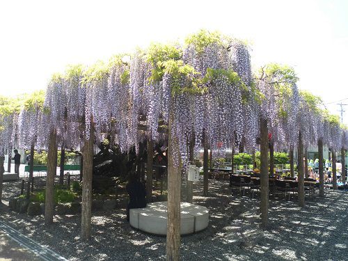 東光寺の長藤：見事に垂れ下がっていた藤の花房の数々