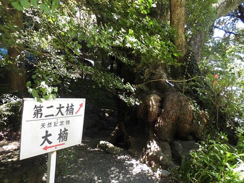 来宮神社の立て看板（第二大楠（だいにおおくす））