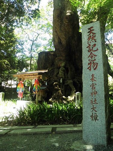 来宮神社の大樹