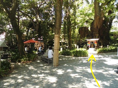来宮神社にて、天然記念物である樹齢２０００年以上と云われる「大楠（おおくす）」