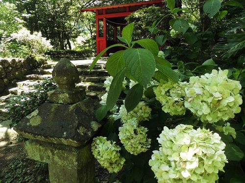 伊豆山神社にて、アジサイ越しの本宮社の風景をお伝えしています